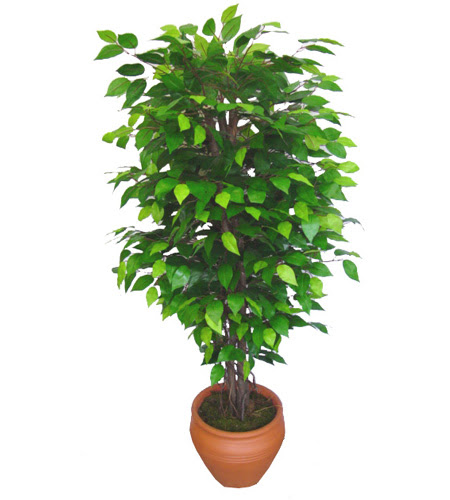 Ficus Benjamin 1,50 cm   zmir hediye iek yolla 