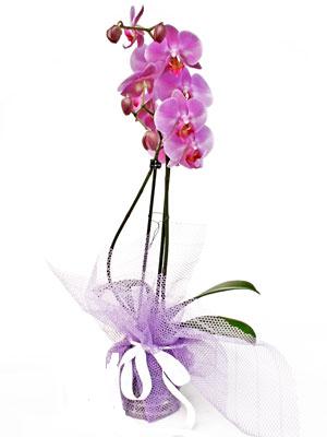  zmir hediye iek yolla  Kaliteli ithal saksida orkide