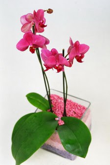  zmir yurtii ve yurtd iek siparii  tek dal cam yada mika vazo ierisinde orkide