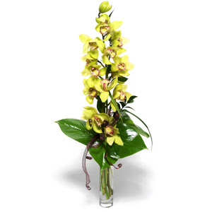  zmir anneler gn iek yolla  1 dal orkide iegi - cam vazo ierisinde -