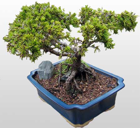 ithal bonsai saksi iegi  zmir yurtii ve yurtd iek siparii 