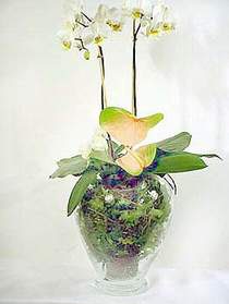  zmir iek servisi , ieki adresleri  Cam yada mika vazoda zel orkideler