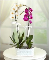 1 dal beyaz 1 dal mor yerli orkide saksda  zmir internetten iek sat 
