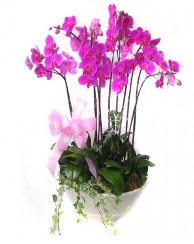 9 dal orkide saks iei  zmir iek siparii vermek 