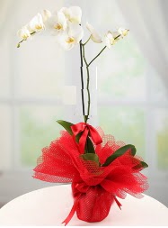 1 dal beyaz orkide saks iei  zmir online iek gnderme sipari 