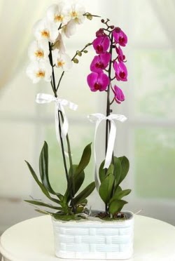 1 mor 1 dal beyaz thal orkide sepet ierisinde  zmir iekiler 