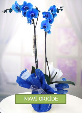 2 dall mavi orkide  zmir nternetten iek siparii 