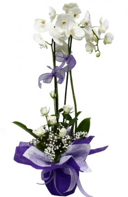 2 dall beyaz orkide 5 adet beyaz gl  zmir yurtii ve yurtd iek siparii 