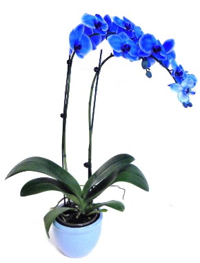 Seramikli 2 dall sper esiz mavi orkide  zmir internetten iek sat 