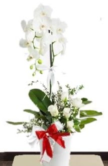 Tek dall beyaz orkide 5 beyaz gl  zmir online ieki , iek siparii 
