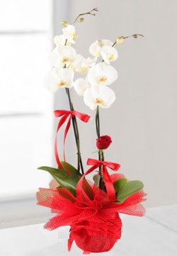 2 dall beyaz orkide ve 1 adet krmz gl  zmir hediye iek yolla 