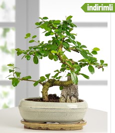S eklinde ithal gerek bonsai japon aac  zmir iek yolla , iek gnder , ieki  