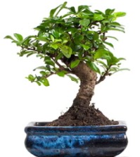 5 yanda japon aac bonsai bitkisi  zmir iek servisi , ieki adresleri 
