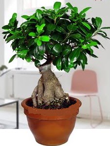 5 yanda japon aac bonsai bitkisi  zmir iek gnderme 