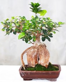 Japon aac bonsai saks bitkisi  zmir kaliteli taze ve ucuz iekler 