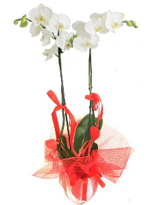 2 dall beyaz orkide bitkisi  zmir iek , ieki , iekilik 