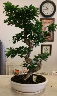100 cm yksekliinde dev bonsai japon aac  zmir uluslararas iek gnderme 