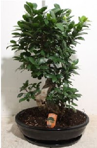 75 CM Ginseng bonsai Japon aac  zmir gvenli kaliteli hzl iek 