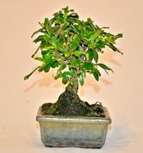 Zelco bonsai saks bitkisi  zmir internetten iek sat 