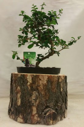 Doal ktk iinde bonsai japon aac  zmir uluslararas iek gnderme 