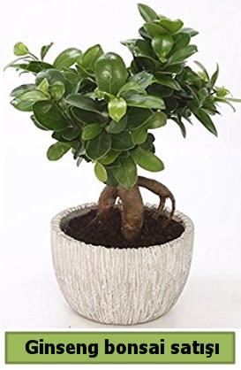 Ginseng bonsai japon aac sat  zmir iek online iek siparii 