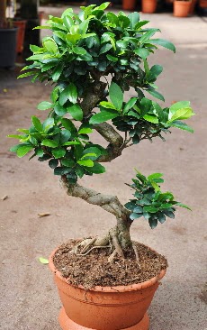 Orta boy bonsai saks bitkisi  zmir iek gnderme sitemiz gvenlidir 