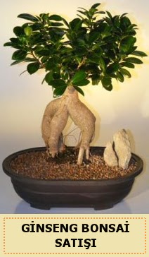 thal Ginseng bonsai sat japon aac  zmir online ieki , iek siparii 