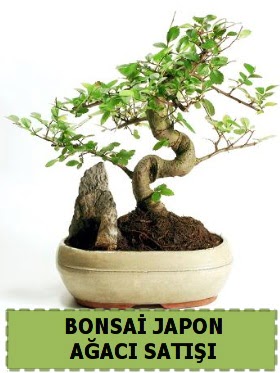 Bonsai japon  aac sat Minyatr thal  zmir iek gnderme sitemiz gvenlidir 