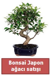 Japon aac bonsai sat  zmir online ieki , iek siparii 