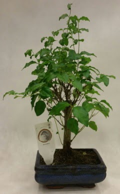 Minyatr bonsai japon aac sat  zmir iek online iek siparii 