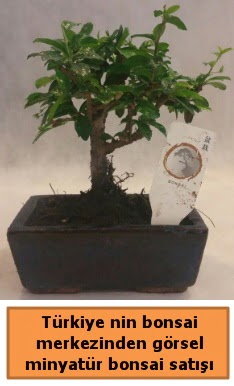 Japon aac bonsai sat ithal grsel  zmir anneler gn iek yolla 