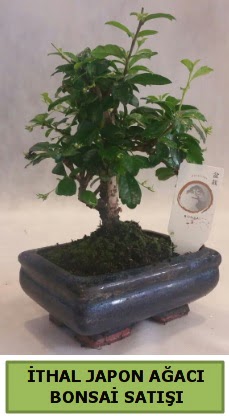 thal japon aac bonsai bitkisi sat  zmir iek online iek siparii 