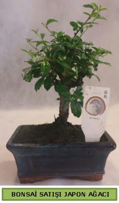 Minyatr bonsai aac sat  zmir hediye sevgilime hediye iek 