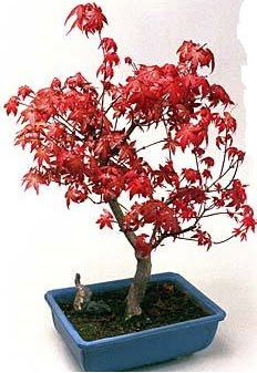 Amerikan akaaa bonsai bitkisi  zmir anneler gn iek yolla 