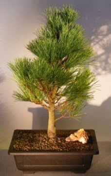 am aac japon aac bitkisi bonsai  zmir iek online iek siparii 