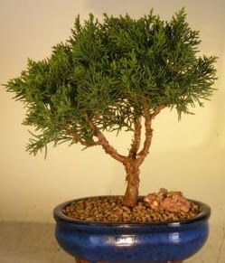 Servi am bonsai japon aac bitkisi  zmir anneler gn iek yolla 