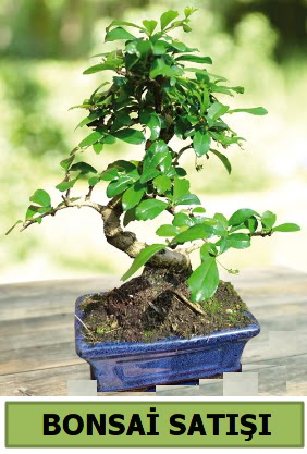 am bonsai japon aac sat  zmir iek servisi , ieki adresleri 