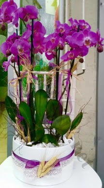 Seramik vazoda 4 dall mor lila orkide  zmir iek gnderme 