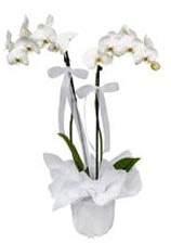 2 dall beyaz orkide  zmir iek siparii vermek 