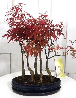 5 adet japon akaaa bonsai iei  zmir iek servisi , ieki adresleri 