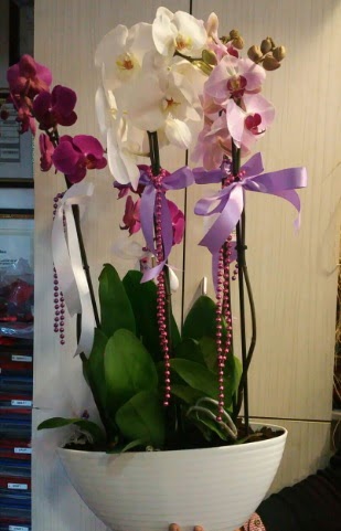 Mor ve beyaz ve pembe 6 dall orkide  zmir kaliteli taze ve ucuz iekler 