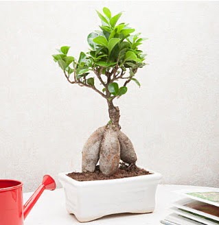 Exotic Ficus Bonsai ginseng  zmir internetten iek sat 