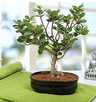 Lovely Ficus Iceland Bonsai  zmir hediye iek yolla 
