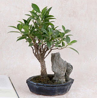 Japon aac Evergreen Ficus Bonsai  zmir 14 ubat sevgililer gn iek 