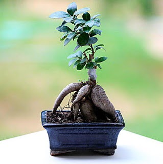 Marvellous Ficus Microcarpa ginseng bonsai  zmir iek yolla 