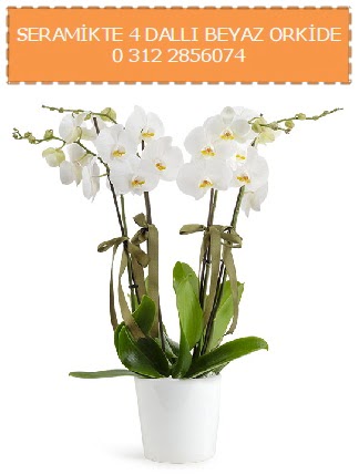 Seramikte 4 dall beyaz orkide  zmir nternetten iek siparii 