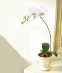  zmir hediye sevgilime hediye iek  Saksida kaliteli bir orkide