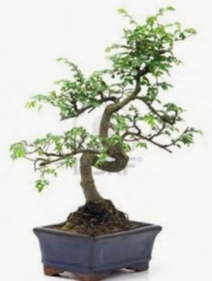 S gvde bonsai minyatr aa japon aac  zmir iek servisi , ieki adresleri 