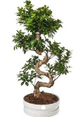 90 cm ile 100 cm civar S peyzaj bonsai  zmir 14 ubat sevgililer gn iek 