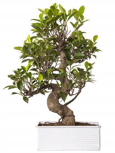 Exotic Green S Gvde 6 Year Ficus Bonsai  zmir 14 ubat sevgililer gn iek 